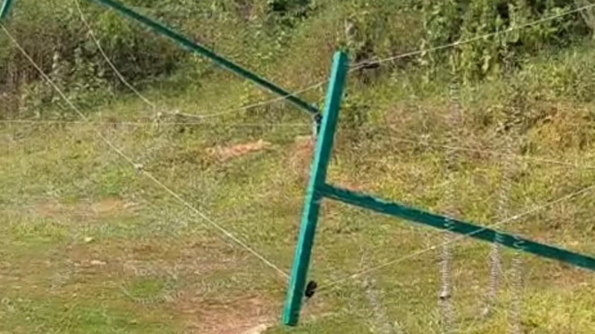 കാട്ടാന ശല്യം