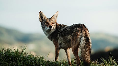Jackals escape from enclosure in Delhi zoo
