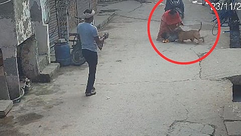 pitbull attack delhi child ear bitten owner arrested