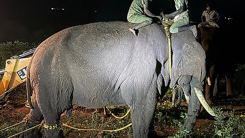 elephant rolex died at anamalai tiger reserve