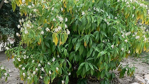 ആടലോടക പൊടിക്കൈ