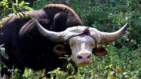 സൗമ്യ ഭീമൻ! എങ്കിലും മിഥുൻ ഒരു സംഭവം തന്നെ Gentle giant! But Mithun is an event