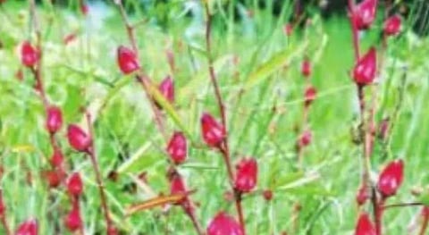 പുളിവെണ്ട - പൊന്നിൻ കുടം Golden Pot- Hibiscus sabdariffa