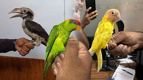 couple arrested at kochi airport for smuggling rare birds worth crores from thailand