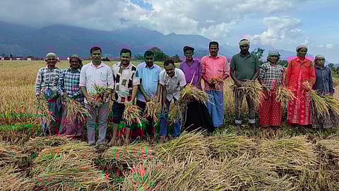Paddy cultivation in Kanthalloor