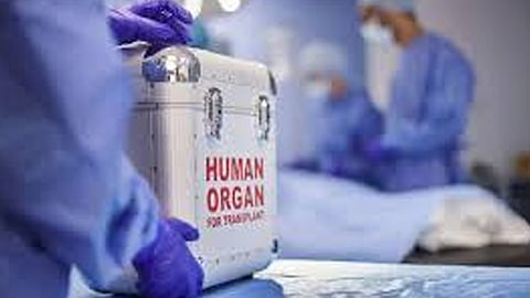 human organ law