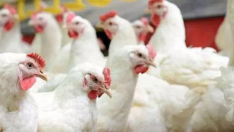 fssai banned sale of chicken products in alappuzha due to bird flu