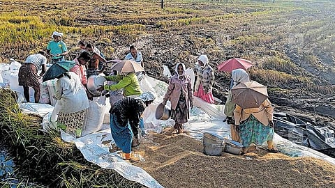 rice collection lead to cooperative socities
