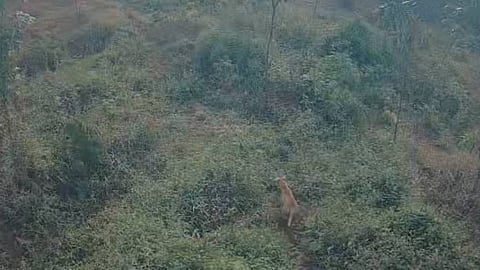 kattakada found dogs