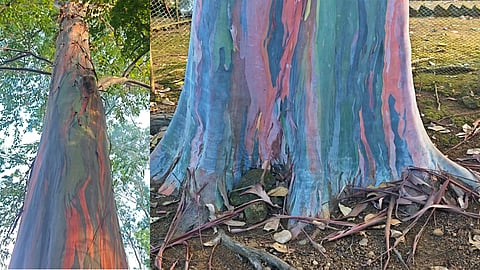 Rainbow tree in kottappara forest