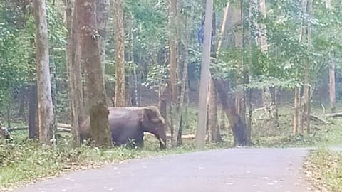 Wild elephant threat on Pinavoor Kudi Road