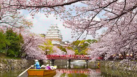 japan cancelled cherry blossom fest