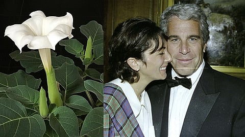 hallucinating flower in Jeffrey Epstein file and Hindu myth