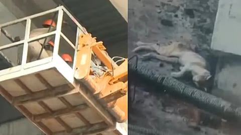 cat rescue kochi metro rail pillar, temporarily stopped