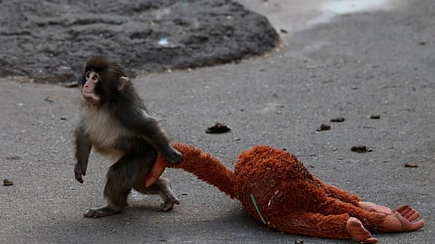 Why punch abandoned by his mother? explanation