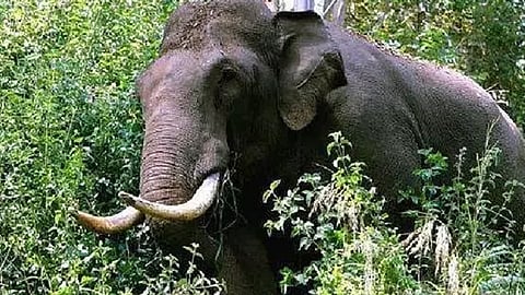 Wild elephant attack in Aralam; young man dies tragically