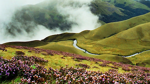 Eravikulam National Park Golden Jubilee