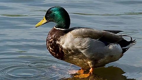 man discovers gold particles in ducks stomach in central china village