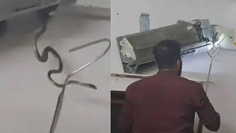 Five snakes found inside AC; took an hour and a half to catch