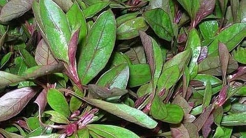 Golden-eyed spinach to improve eyesight