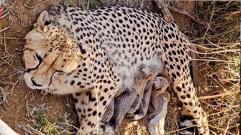 Namibian cheetah Jwala gave birth to five cubs