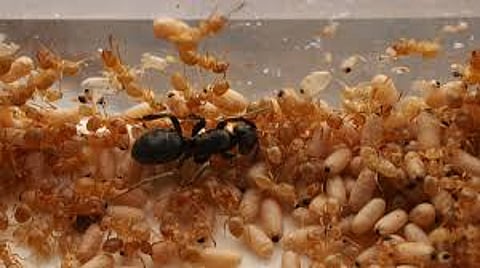 Garden ant queen