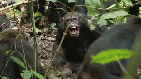 Chimpanzees in Uganda civil war