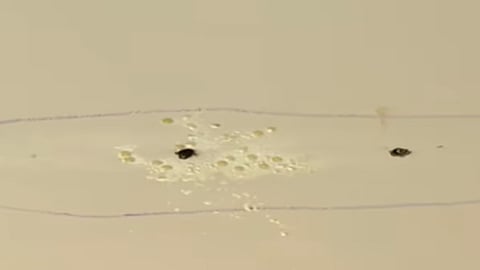 mundakai chooralmala township house crack