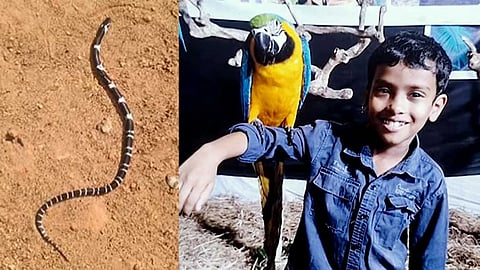 eight years old died by snake bite in thrissur