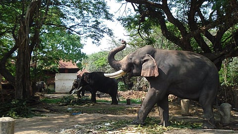 Guruvayur Vantara veterinary hospital