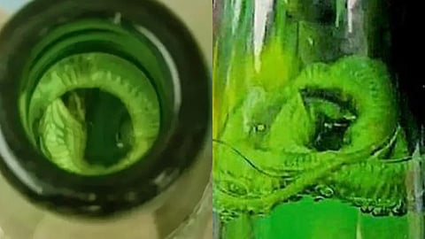 dead snake in jeera soda