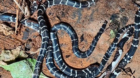 kozhikode snake found