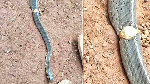 snake caught wearing gold ring in kasargod