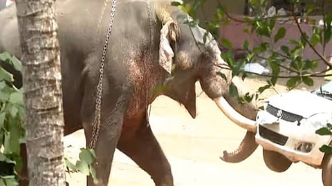 man killed by elephant in angamali