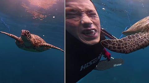 viral video i got slapped by a turtle travel creator