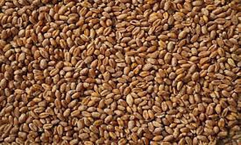 wheat