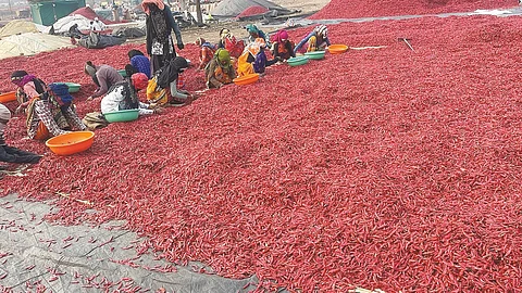 Rs 5.33 cr to revitalise Bedia chilly mandi