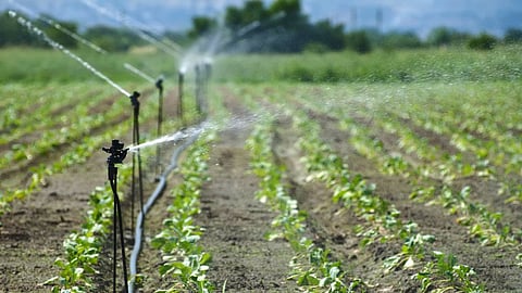 Carrying out studies to implement micro-irrigation projects for cash crops: Kerala govt