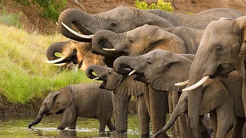 Prez to launch festival to mark 30 years of Project Elephant
