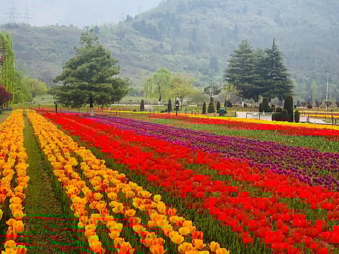 Asia's largest Tulip garden in Kashmir ready to welcome visitors from March 19