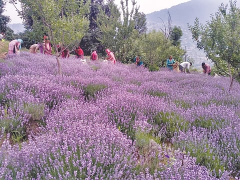 Lavender farmers in J&K bringing 'purple revolution'
