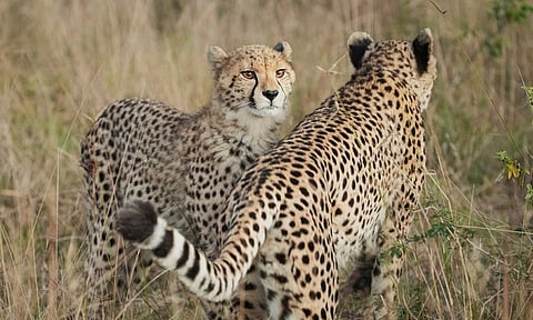 Two cheetahs released into wild at Kuno National Park