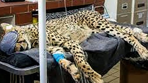 Cheetah Sasha dies due to kidney ailment in MP's Kuno National Park