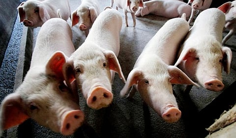 African swine fever reported in Pathanamthitta