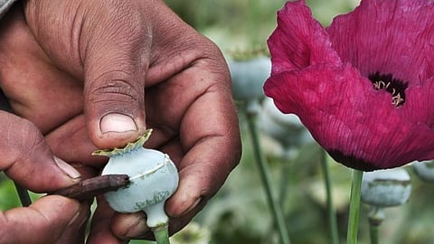 Mamata urges Centre to allow poppy cultivation in West Bengal