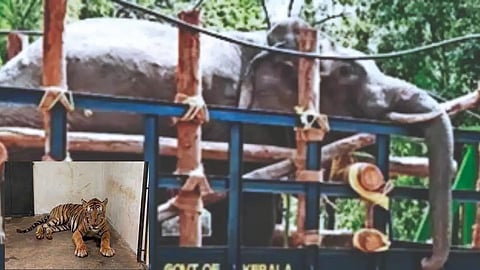 Kerala HC to hear two pleas for release of two wild tuskers, five tigers kept in captivity by Forest dept