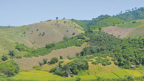 Accelerating rate of mountain forest loss concerns scientists