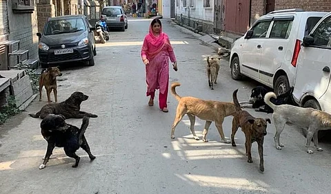 NCPCR summons MCD commissioner after stray dogs kill two minors in Vasant Kunj