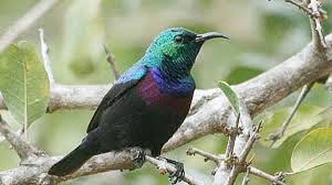 Delhi to host bird festival at Sanjay Van on Sunday