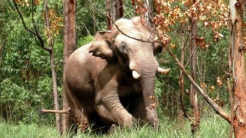 High Court issues elephant size warning to Kerala government in 'Arikomban' case